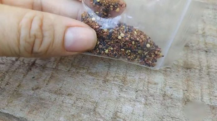 moradora-de-itapetininga-sp-recebeu-pacote-com-sementes-misteriosas-apos-compra-em-site-chines