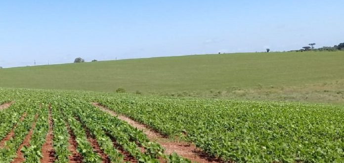 lavoura-de-soja